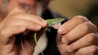 6 Cool Facts about GreenBrown Anoles  Pet Reptiles [upl. by Arriec]