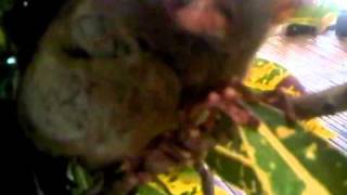 Tarsier Freaking Out in Bohol Philippines [upl. by Dnalra]