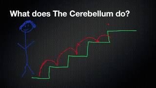 026 The Function of the Cerebellum [upl. by Armin]