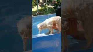 Nag shampoo ang puppy Mary Ann Cahinta vlog [upl. by Gnilrets]