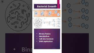 Bacterial Growth [upl. by Partan]