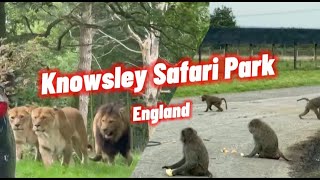 Shining a Light on knowsley safari park england  England  UK  Safari Park  AR Travelers [upl. by Okihcim]