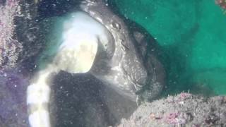 Shark Cannibal and Maneaters  Mudjimba Island QLD [upl. by Rimisac]