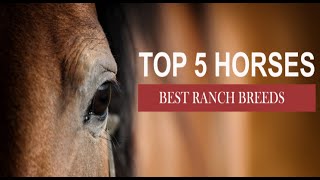 Top 5 RANCH HORSES [upl. by Hyacintha]