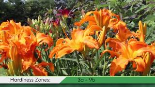 Proven Winners® Gardener Channel Proven Winners® Primal Scream Hemerocallis [upl. by Yrffoeg]