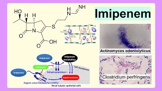 imipenem [upl. by Mcbride79]