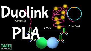 DuoLink PLA  Proximity Ligation Assays  Protein Detection Using PLA Assay [upl. by Gustave]