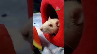 Atlas the Rat loves watermelon snacks [upl. by Elset632]