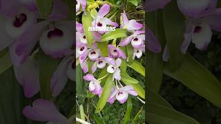 Dendrobiuns floridos orquídeas dendrobium  orchid [upl. by Snapp]