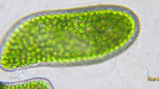 Paramecium bursaria movement [upl. by Anaele]