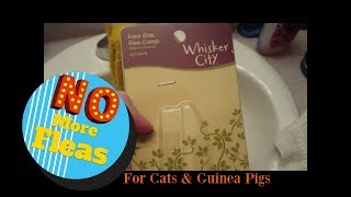 Tips to Get Rid of Fleas  Cats amp Guinea Pigs [upl. by Eibbil]