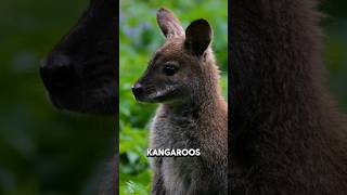 Kangaroo The Amazing Hopper That Cant Move Backward facts animals subscribe [upl. by Crissie]