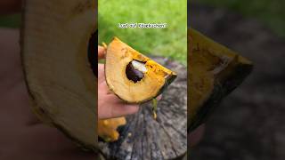 Lucuma Sapote eine Mischung aus Käsekuchen amp Süsskartoffel 🧁🍠 Unter wwwjurassicfruitcom fruit [upl. by Ahtekal]