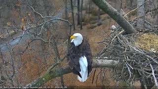 AEF DC Eagle Cam 2918 P is for Preening [upl. by Mickie]