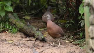 Brown Tinamou calling [upl. by Nomed294]