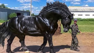 Most Powerful Horse Breed in the world [upl. by Thenna]