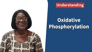 Oxidative Phosphorylation [upl. by Hafital]