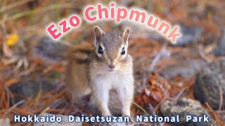 4K  Ezo Chipmunk  Daisetsuzan National Park in Hokkaido [upl. by Howell]