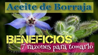 ❤️ ACEITE BORRAJA 👉 BENEFICIOS 7 RAZONES para TOMAR ACEITE de BORRAJA [upl. by Eeralav]