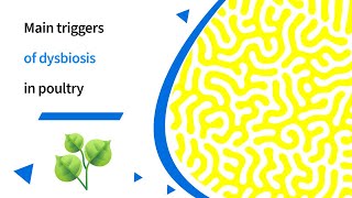 Common triggers of dysbiosis in poultry [upl. by Eislehc]