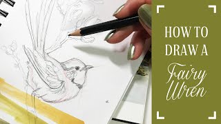 How to Draw a Fairy Wren Part 1 [upl. by Crim]