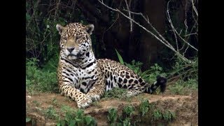 Rewilding Ibera Documentary English version [upl. by Woodhouse670]