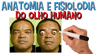 Anatomia E Fisiologia Do Olho Humano  Visão  Estrutura [upl. by Akinak]