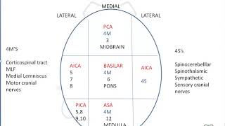 Neurology lesions for USMLE [upl. by Leviralc]