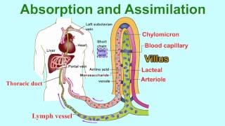 Absorption and AssimilationVILLUS vitamins and water enter into body fluids through the villi [upl. by Sidra]