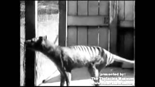 Footage of the last Thylacine 1936 [upl. by Michella945]