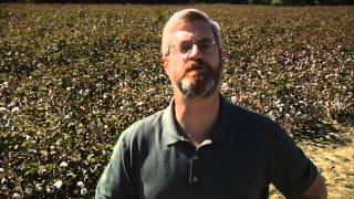 How the Cotton Gin Changed America [upl. by Anairb]