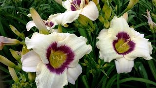 Best Perennial Hemerocallis Pandoras Box Daylily [upl. by Owain]