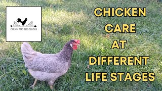 Chicken Care At Different Life Stages [upl. by Ahcsim537]