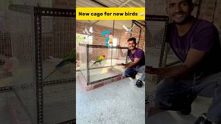 New cage for new birds 🦢 petlover minivlog budgiesfam pigeon kabutar birds budgies [upl. by Gill]