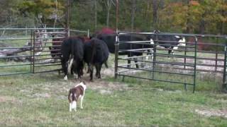 Border collie Ruabinn Penning Cattle [upl. by Neral]