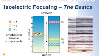 SERVA Webinar Isoelectric Focusing  The Basics English [upl. by Assiruam521]