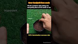 How to grow Candytuft at home 100success with germination update shorts candytuft gardening [upl. by Kara452]