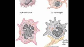 Keratinocytes Melanocytes Merkel cells Langerhans cells [upl. by Hajar]