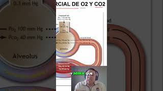 Dióxido de Carbono y Oxígeno ¿Cuál es la Diferencia [upl. by Eillim]