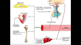 Specific Hormones  Functions of Growth Hormone hGH [upl. by Ezaria999]