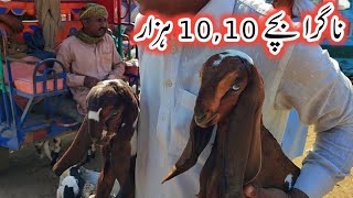 bakri ke bacche  bakri ke bacche for sale  goat kids [upl. by Ailedamla121]