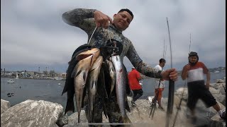 Redondo beach pier spearfishing [upl. by Arbmahs]