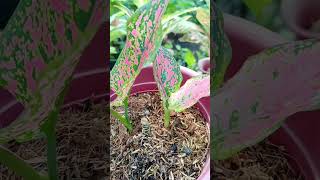 UPDATE AGLAONEMA BASE CUT ANG DAMING SUPLINGPLANT PROPAGATION happyplanting [upl. by Galvin]