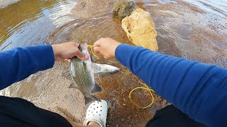 White Bass Fishing Below Spillway Lighter the Better [upl. by Nayarb]