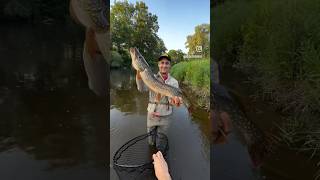 CREEK PIKE ON TOP WATER [upl. by Lucais762]