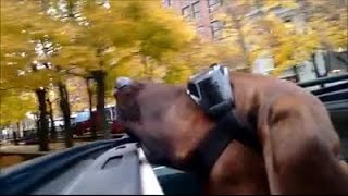 Dog enjoys ride during warm Buffalo November [upl. by Staffan205]