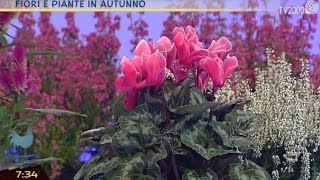 Fiori e piante in autunno [upl. by Aileon184]