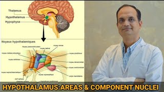 HYPOTHALAMUS Part2REGION amp COMPONENT NUCLEI [upl. by Liamaj]