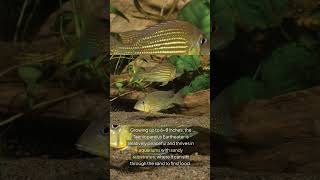 The Taeniopareius Eartheater Geophagus Taeniopareius [upl. by Constancia]