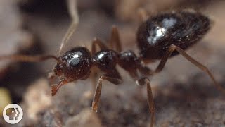 Winter is Coming For These Argentine Ant Invaders  Deep Look [upl. by Purse]